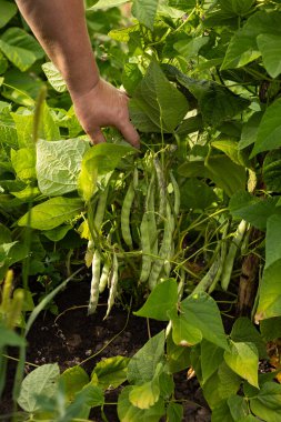 Sebze bahçesinde yeşil fasulye yetiştiriyor.
