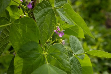 Sebzelerin içinde yeşil fasulye yetiştiriyorum.