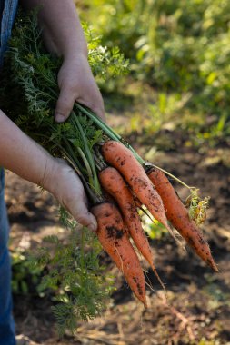 Bahçe sebzelerinde havuç hasat ediyorum.