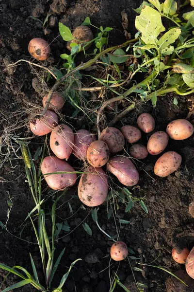 Yerdeki kırmızı patatesler sağlıklı yiyecekler.