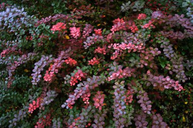 Bahçedeki güzel çiçekler