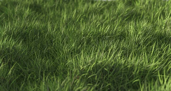 长叶绿草背景 东方或园艺模板元素 选择焦点 3D插图 — 图库照片