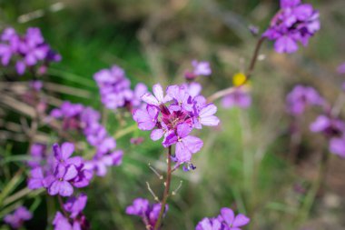 a violet flowers with bokeh effect in green forest