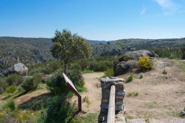 a view of the forest from the top of the hill with stone fence