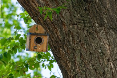 Ağaçların tepesinden sarkan ahşap bir kuş evi.
