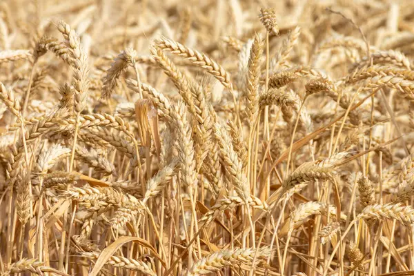 Yellow Ears Wheat Field — Stock Photo, Image