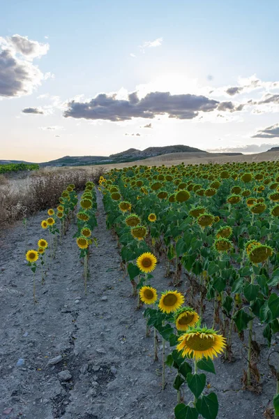 a field of flowering sunflowers with gray sky at sunset