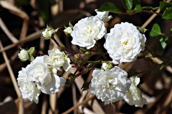 Részletes Kilátás Egy Csomó Fehér Virágok — Stock Fotó