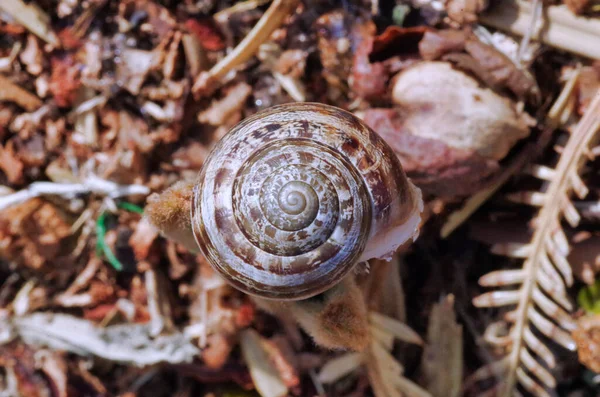 Vue Détaillée Extrême Une Coquille Escargot Spirale — Photo