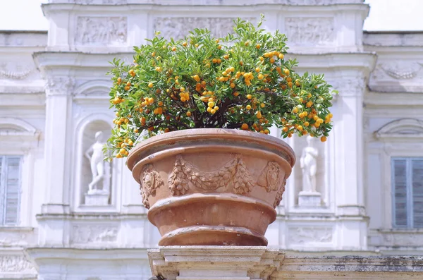 Pohled Velký Hliněný Hrnec Whit Pomeranče Slavném Římském Panství — Stock fotografie
