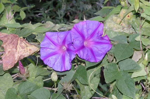 Egy Közeli Kilátás Rózsaszín Ipomoea Virágok Convolvulaceae Család — Stock Fotó
