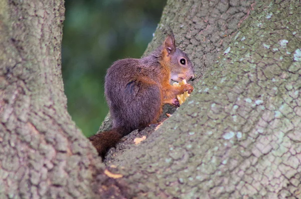 Visão Perto Esquilo Uma Árvore Comendo Biscoito — Fotografia de Stock