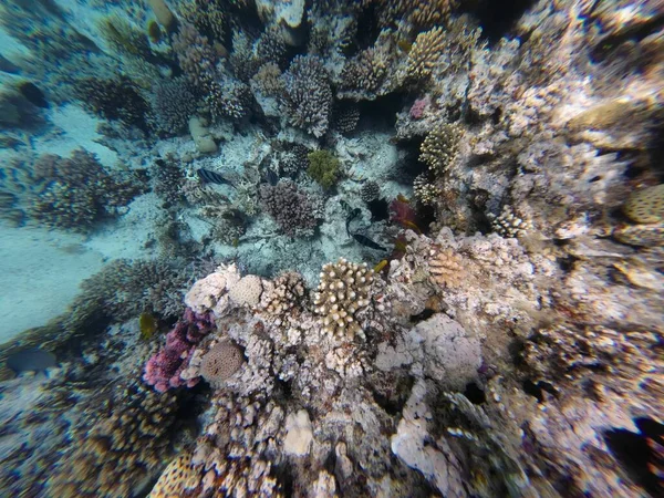 海底热带珊瑚礁 热带水下海鱼 五彩斑斓的热带珊瑚礁大堡礁海洋生命世界 海底鱼类礁海洋 热带多彩的水下海景 — 图库照片