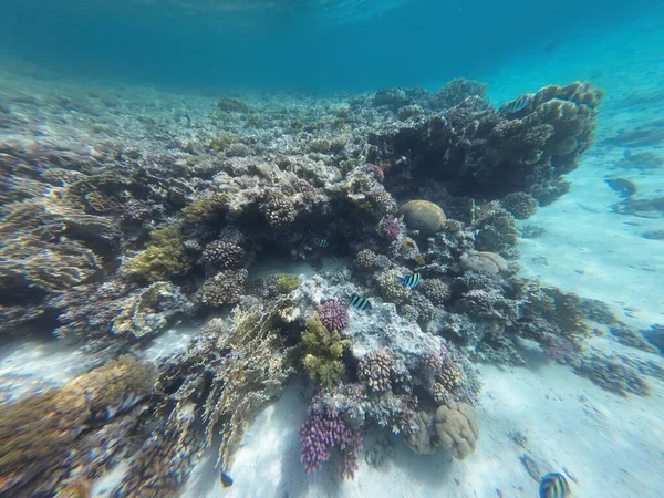 Récif Corallien Tropical Sous Marin Poissons Sous Marins Tropicaux Récif — Photo