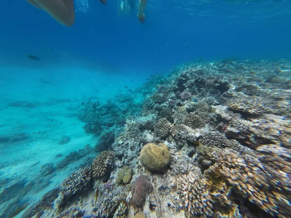 海底热带珊瑚礁 热带水下海鱼 五彩斑斓的热带珊瑚礁大堡礁海洋生命世界 海底鱼类礁海洋 热带多彩的水下海景 — 图库照片