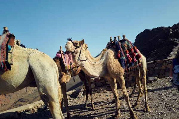 Sina Dağı Nın Panoraması Mısır Çölün Dağların Arasından Geçen Bir — Stok fotoğraf