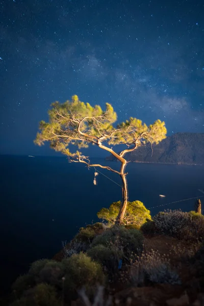 stock image Summer landscape with mountain pine on a rock by the sea in Turkey