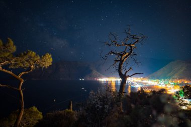 Türkiye 'de deniz kenarındaki bir kayanın üzerinde çam ağacı olan yaz manzarası