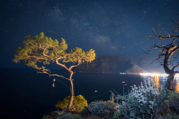 土耳其海滨岩石上有高山松树的夏季风景 — 图库照片