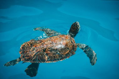 Türkiye'de su ile yansıtan güneş ışınları ile Remora yüzer mavi su yoluyla yüzeye yakın büyük bir deniz kaplumbağası iki bağlı ev sahipliği çizgili.