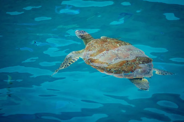 Large Sea Turtle Playing Host Two Attached Striped Remora Swims — Stock Photo, Image
