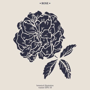 Vector hand drawn Rose Flower. Eps 10 botanical illustration