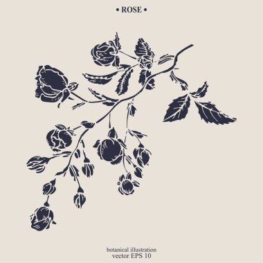 Vector hand drawn Rose Flower. Eps 10 botanical illustration