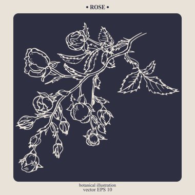 Vector hand drawn Rose Flower. Eps 10 botanical illustration