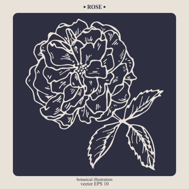 Vector hand drawn Rose Flower. Eps 10 botanical illustration