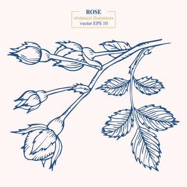 Vector hand drawn Rose Flower. Eps 10 botanical illustration