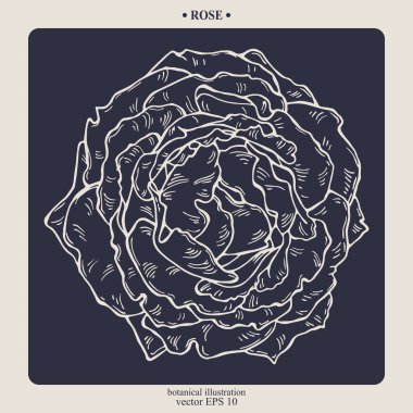 Vector hand drawn Rose Flower. Eps 10 botanical illustration