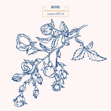 Vector hand drawn Rose Flower. Eps 10 botanical illustration