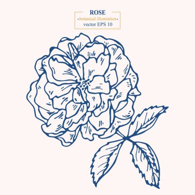 Vector hand drawn Rose Flower. Eps 10 botanical illustration