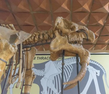 Asenovgrad, Plovdiv, Bulgaria  01 21 2023: Paleontological Museum of Asenovgrad. Quality image for your project