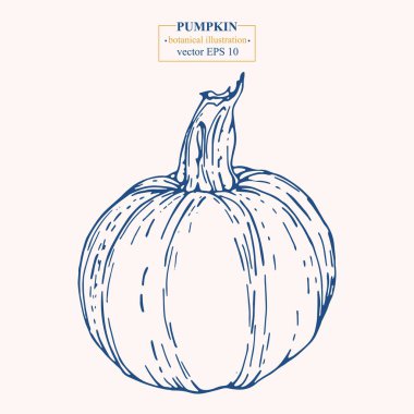 Vektör eli çizilmiş balkabağı. Eps 10 botanik illüstrasyon