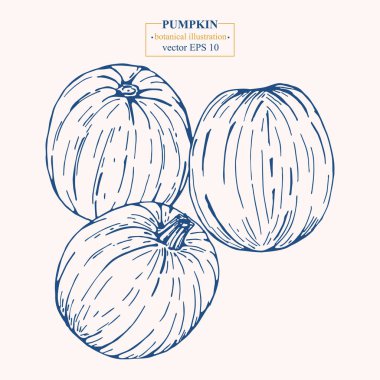 Vektör eli çizilmiş balkabağı. Eps 10 botanik illüstrasyon