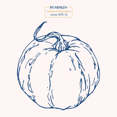 Vektör eli çizilmiş balkabağı. Eps 10 botanik illüstrasyon