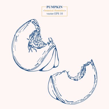 Vektör eli çizilmiş balkabağı. Eps 10 botanik illüstrasyon