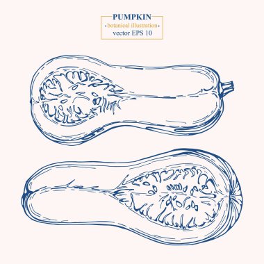 Vektör eli çizilmiş balkabağı. Eps 10 botanik illüstrasyon