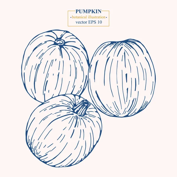 Vektör eli çizilmiş balkabağı. Eps 10 botanik illüstrasyon