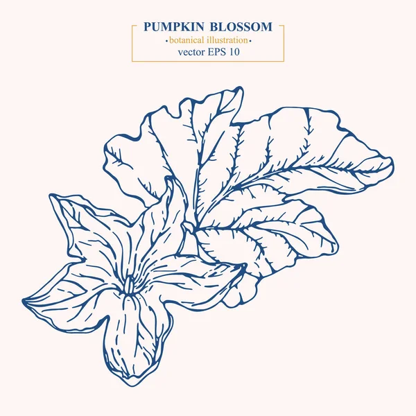 Vektör el çizilmiş Kabak Çiçeği. Eps 10 botanik illüstrasyon