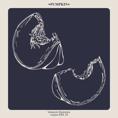 Vektör eli çizilmiş balkabağı. Eps 10 botanik illüstrasyon