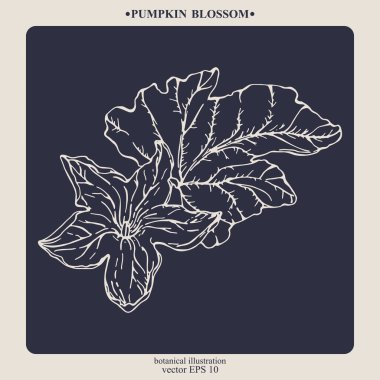 Vektör el çizilmiş Kabak Çiçeği. Eps 10 botanik illüstrasyon