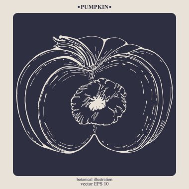 Vektör eli çizilmiş balkabağı. Eps 10 botanik illüstrasyon