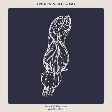 Vektör el çizilmiş Kabak Çiçeği. Eps 10 botanik illüstrasyon