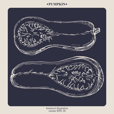 Vektör eli çizilmiş balkabağı. Eps 10 botanik illüstrasyon