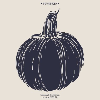 Vektör eli çizilmiş balkabağı. Eps 10 botanik illüstrasyon