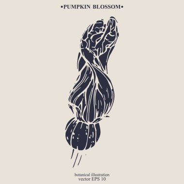 Vektör el çizilmiş Kabak Çiçeği. Eps 10 botanik illüstrasyon
