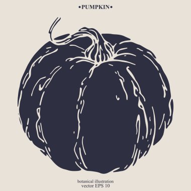 Vektör eli çizilmiş balkabağı. Eps 10 botanik illüstrasyon