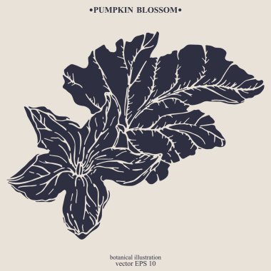 Vektör el çizilmiş Kabak Çiçeği. Eps 10 botanik illüstrasyon